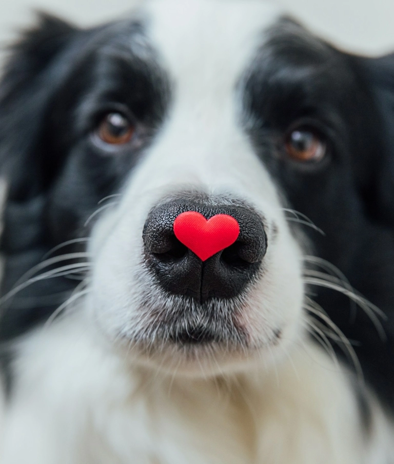 Pies z sercem na nosie